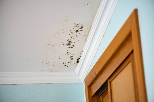Best Local Mold Removal Service  in Waawa, HI