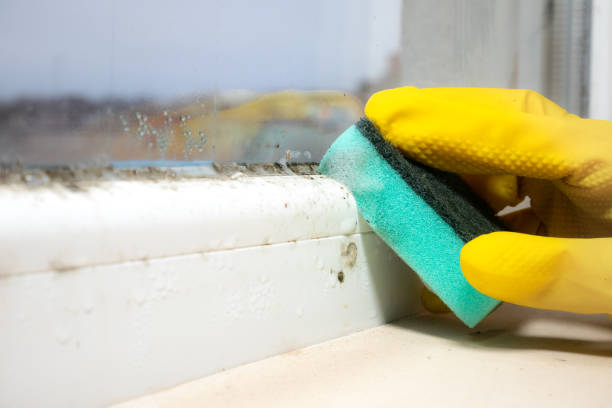 Professional Mold Removal in Wahiawa, HI