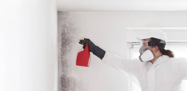 Best Attic Mold Removal  in Waawa, HI