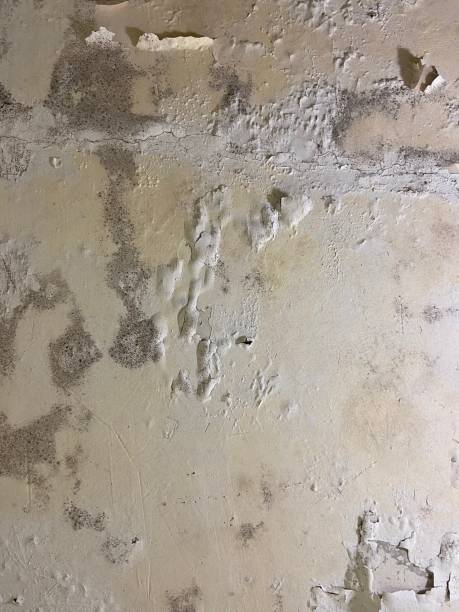 Best Attic Mold Removal  in Waawa, HI